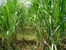 Alimentos e etanol dão alívio para a inflação